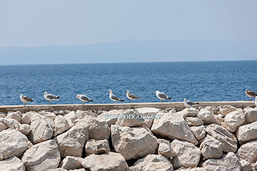 beach in Podgora